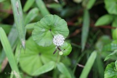 Hydrocotyle himalaica